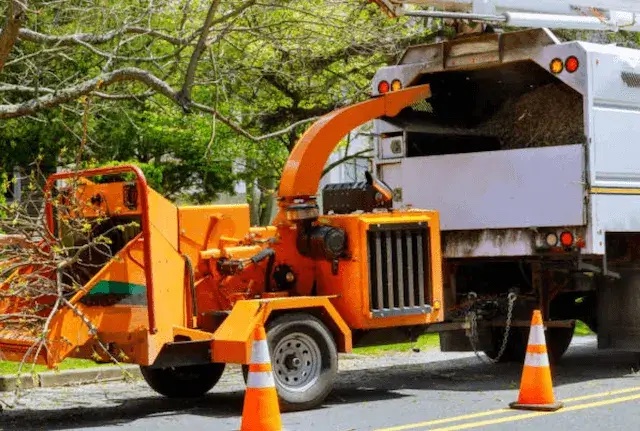 tree removal fresno ca
