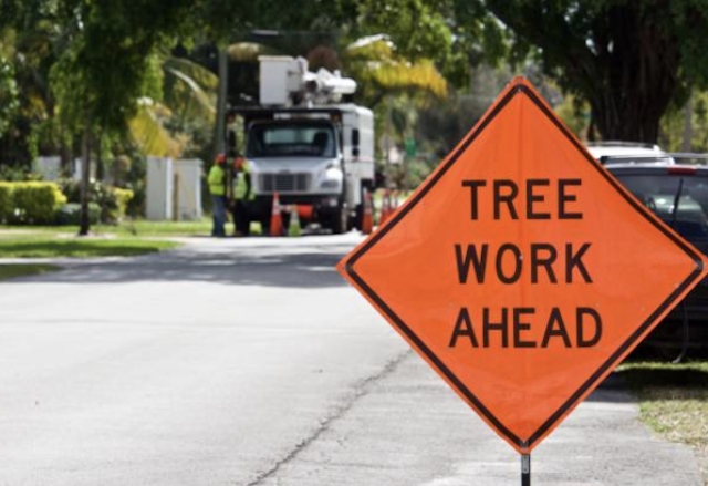 emergency tree removal fresno