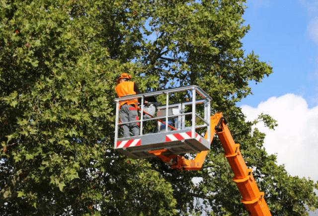 tree trimming fresno