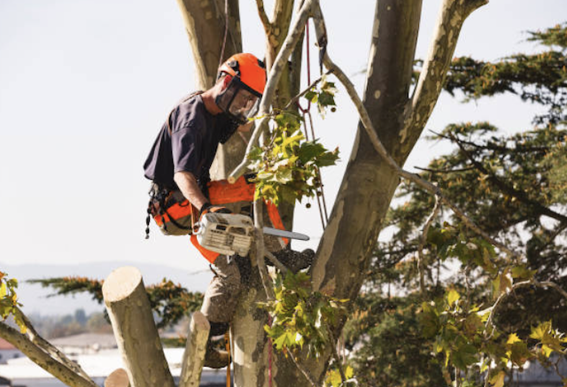 tree removal fresno