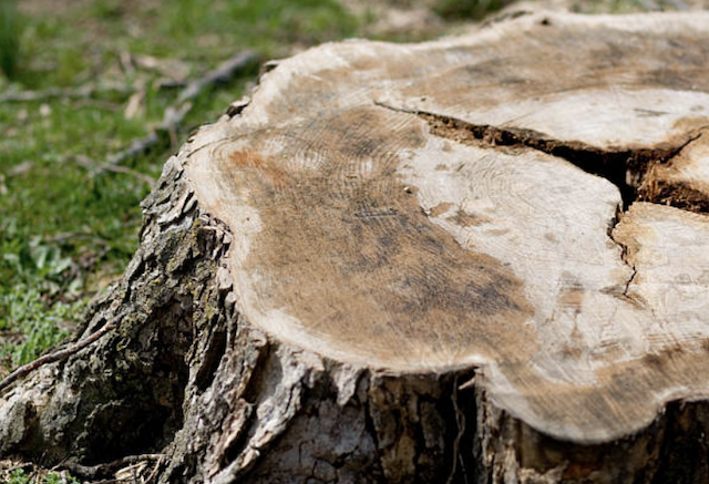 tree stump fresno